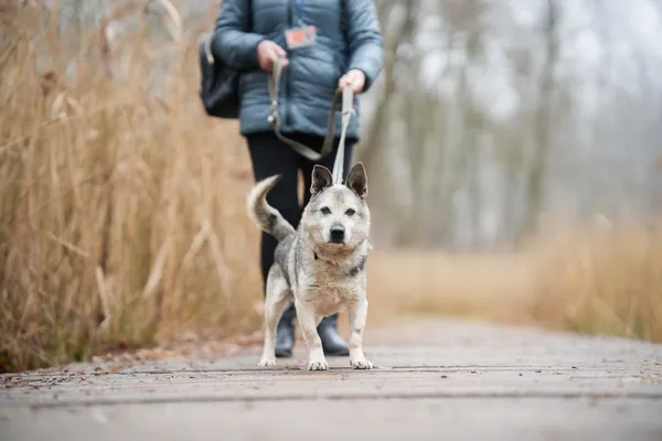 Znaleziono psa, Sosnowiec, 22 stycznia 2026 (5/5)