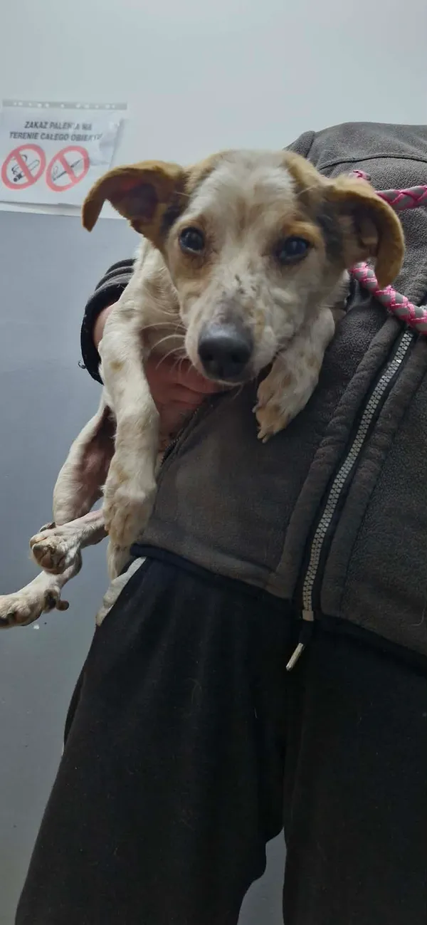 Znaleziono psa, Sosnowiec, 21 stycznia 2026