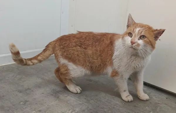 Znaleziono kota, Pieckowo, 23 stycznia 2026 (2/2)