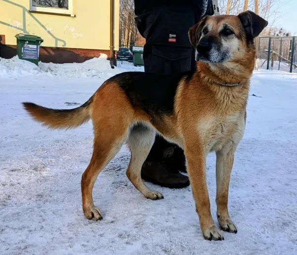 Znaleziono psa, Pieckowo, 23 stycznia 2026 (1/2)