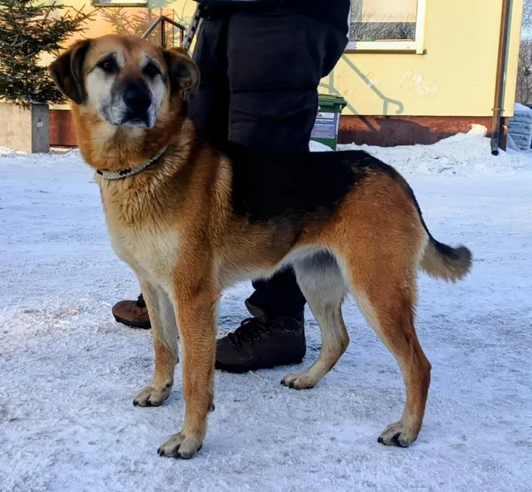 Znaleziono psa, Pieckowo, 23 stycznia 2026 (2/2)