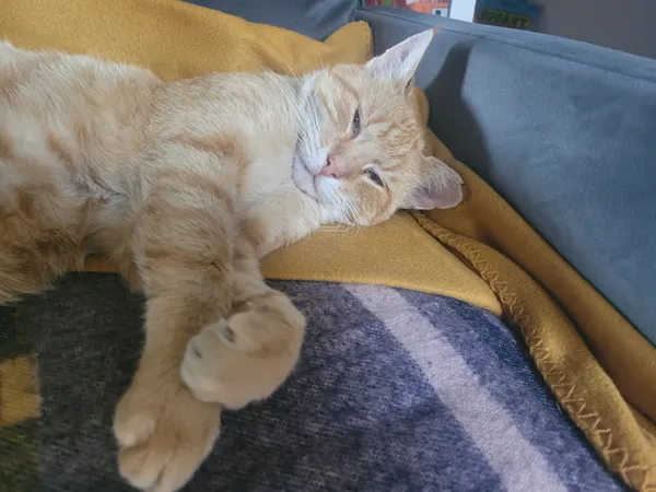 Zaginął kot, Brwinów, 26 stycznia 2026 (1/2)