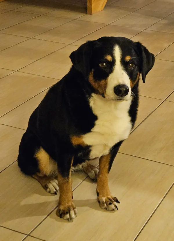 Zaginął pies, Żarki-Letnisko, 26 stycznia 2026 (1/3)