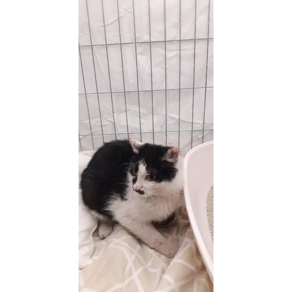 Znaleziono kota, Białystok, 23 stycznia 2026