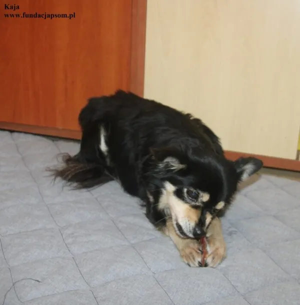 Pies do adopcji, Nowy Dwór Mazowiecki, 26 stycznia 2026 (1/5)