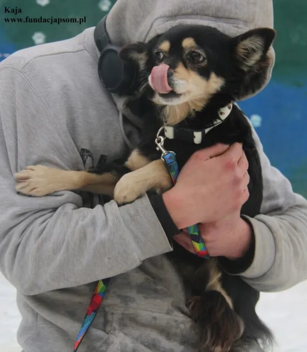 Pies do adopcji, Nowy Dwór Mazowiecki, 26 stycznia 2026 (3/5)