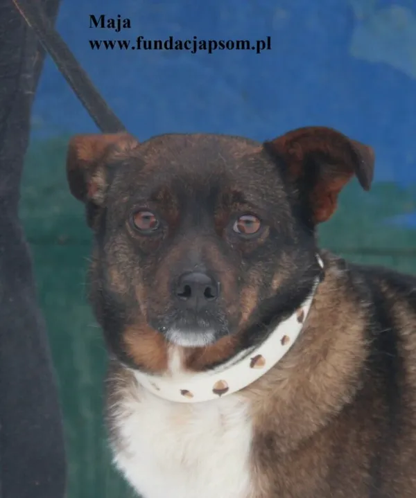 Pies do adopcji, Nowy Dwór Mazowiecki, 26 stycznia 2026 (1/5)