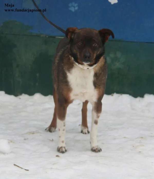 Pies do adopcji, Nowy Dwór Mazowiecki, 26 stycznia 2026 (3/5)