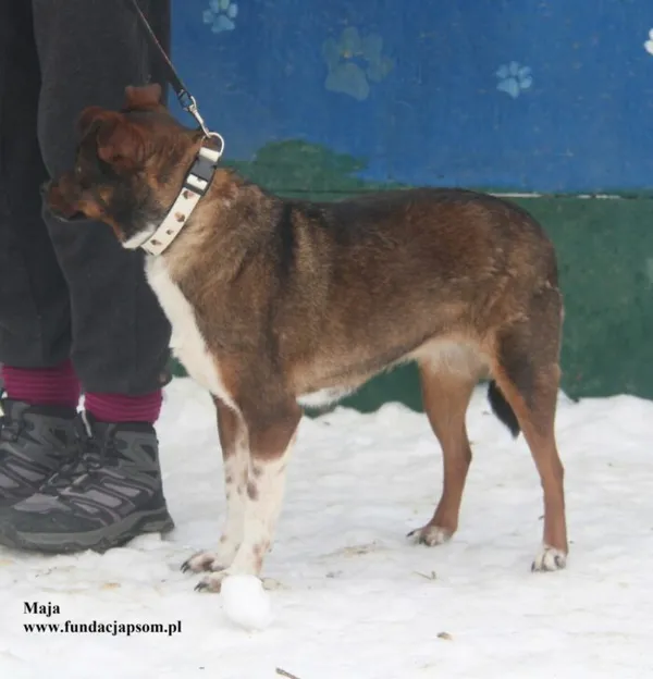 Pies do adopcji, Nowy Dwór Mazowiecki, 26 stycznia 2026 (4/5)