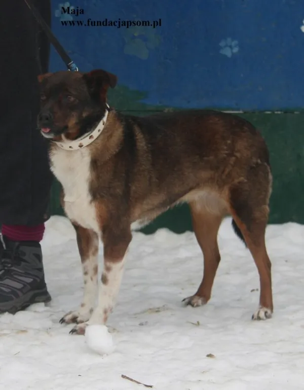 Pies do adopcji, Nowy Dwór Mazowiecki, 26 stycznia 2026 (5/5)