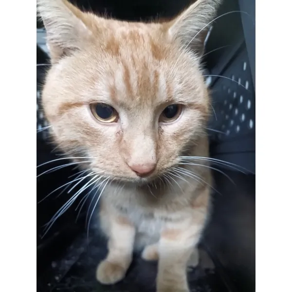 Znaleziono kota, Białystok, 24 stycznia 2026