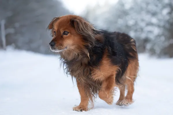 Pies do adopcji, Nowodwór, 25 stycznia 2026 (2/5)