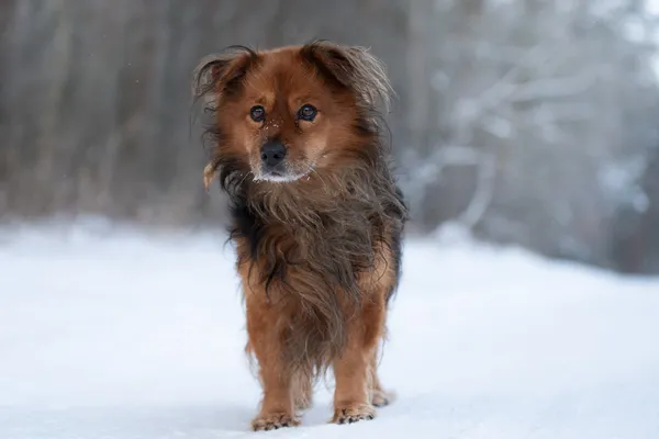 Pies do adopcji, Nowodwór, 25 stycznia 2026 (5/5)