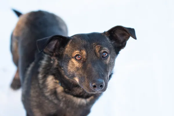 Pies do adopcji, Nowodwór, 25 stycznia 2026 (1/5)