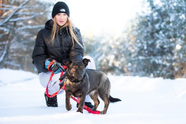 Pies do adopcji, Nowodwór, 25 stycznia 2026 (3/5)