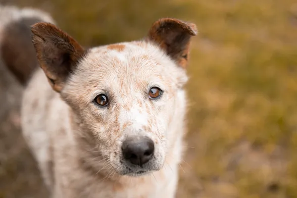 Pies do adopcji, Nowodwór, 25 stycznia 2026 (5/5)