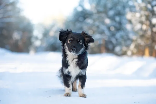 Pies do adopcji, Nowodwór, 25 stycznia 2026 (1/5)