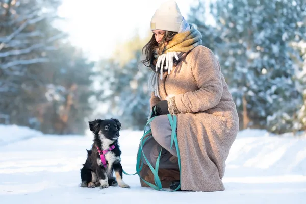 Pies do adopcji, Nowodwór, 25 stycznia 2026 (2/5)