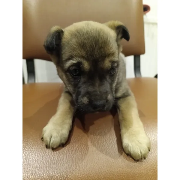 Znaleziono psa, Białystok, 24 stycznia 2026