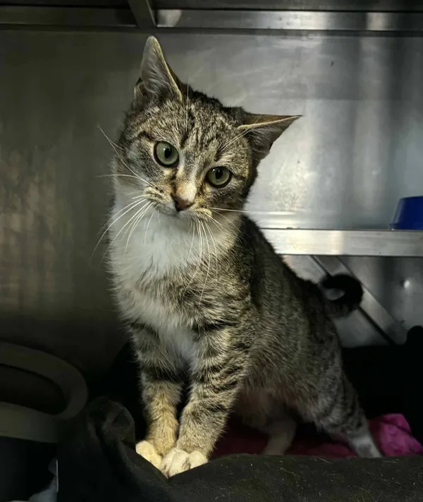 Kot do adopcji, Olsztyn, 5 stycznia 2026 (1/2)