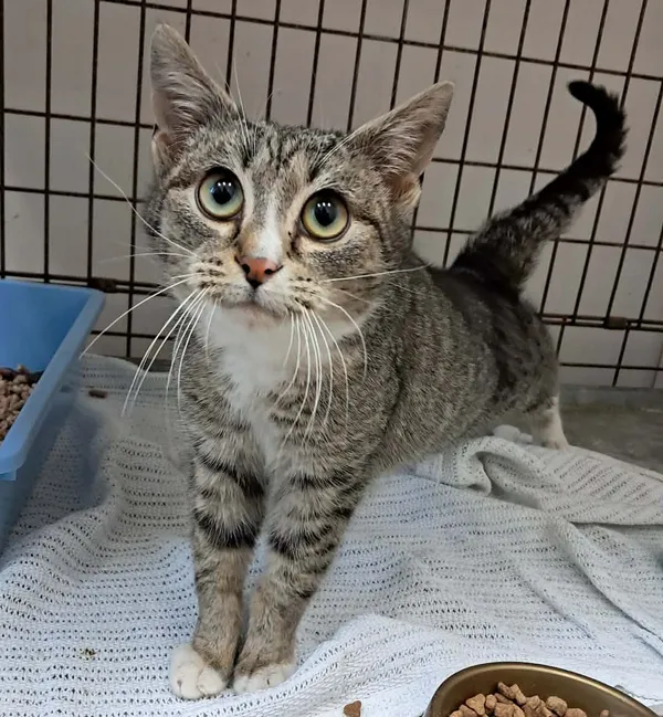 Kot do adopcji, Olsztyn, 5 stycznia 2026 (2/2)