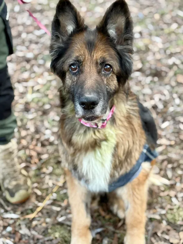 Pies do adopcji, Jelenia Góra, 31 grudnia 2025 (2/3)