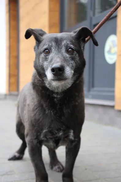 Znaleziono psa, Oborniki, 20 stycznia 2026