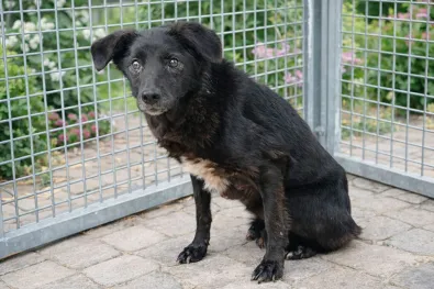 Znaleziono psa, Oborniki, 20 stycznia 2026