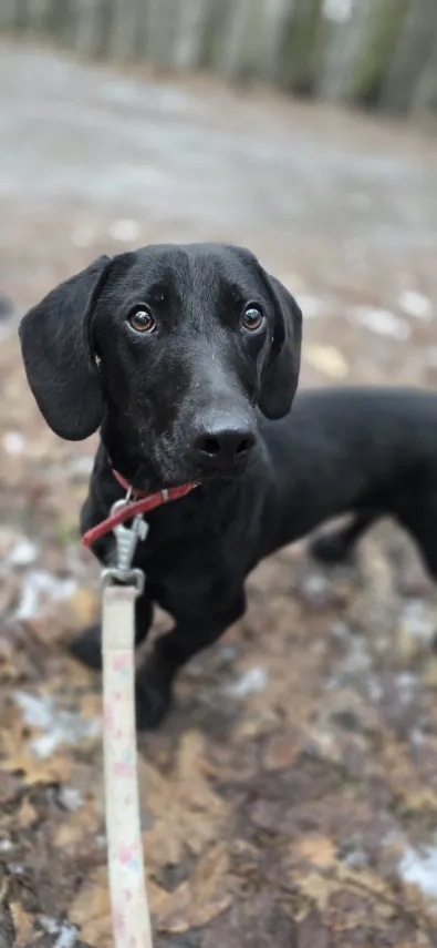 Znaleziono psa, Oborniki, 15 stycznia 2026