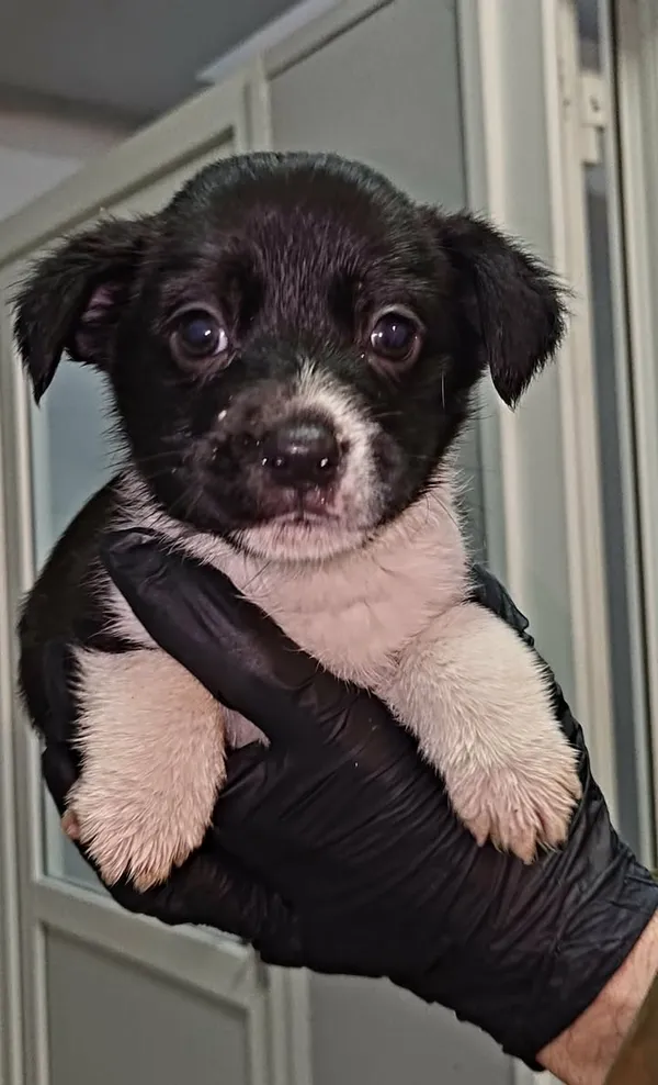 Znaleziono psa, Lublin, 24 stycznia 2026