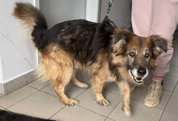 Znaleziono psa, Lublin, 26 stycznia 2026