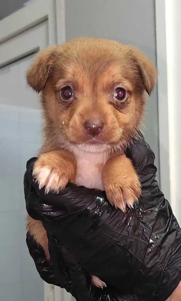 Znaleziono psa, Lublin, 24 stycznia 2026