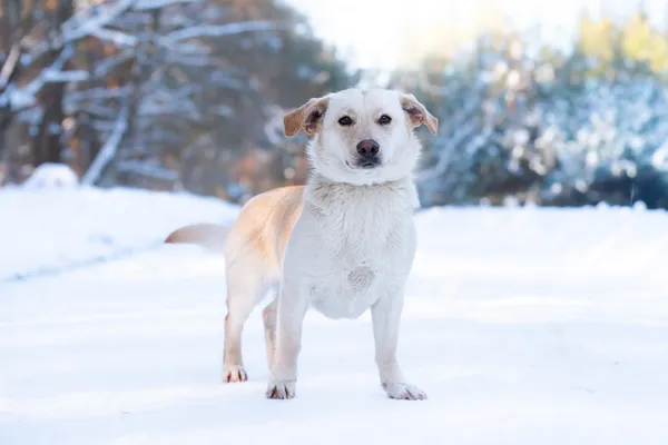 Pies do adopcji, Nowodwór, 25 stycznia 2026 (4/5)