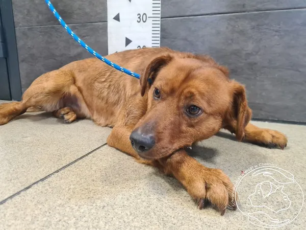 Znaleziono psa, Chełmek, 25 stycznia 2026