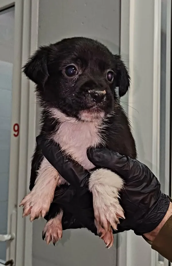 Znaleziono psa, Lublin, 24 stycznia 2026