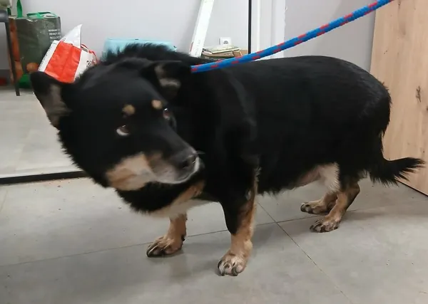 Znaleziono psa, Toruń, 24 stycznia 2026