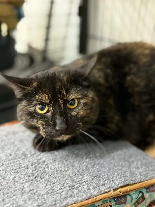 Kot do adopcji, Jelenia Góra, 29 grudnia 2025 (1/3)