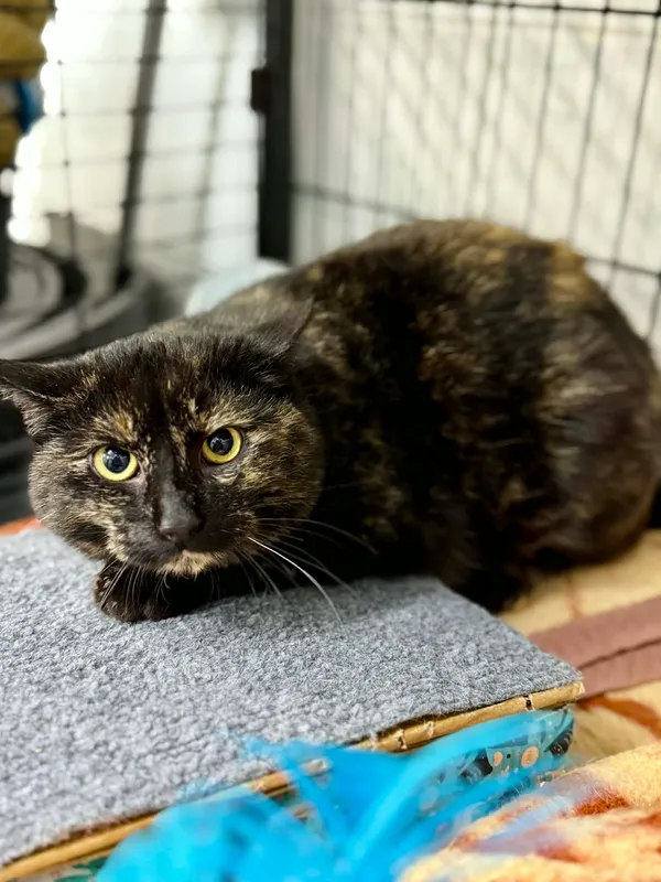 Kot do adopcji, Jelenia Góra, 29 grudnia 2025 (2/3)