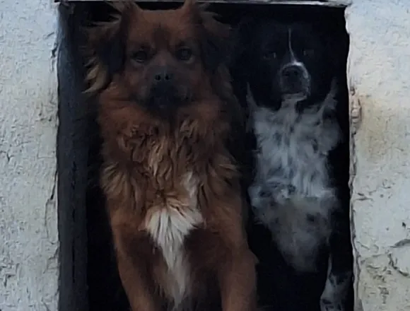 Pies do adopcji, Milanówek, 26 stycznia 2026 (4/4)