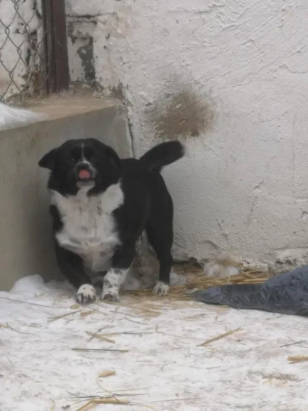 Pies do adopcji, Milanówek, 15 lutego 2026 (1/5)