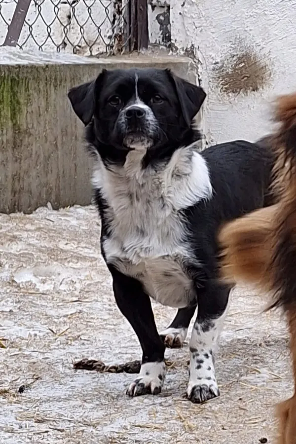 Pies do adopcji, Milanówek, 15 lutego 2026 (2/5)