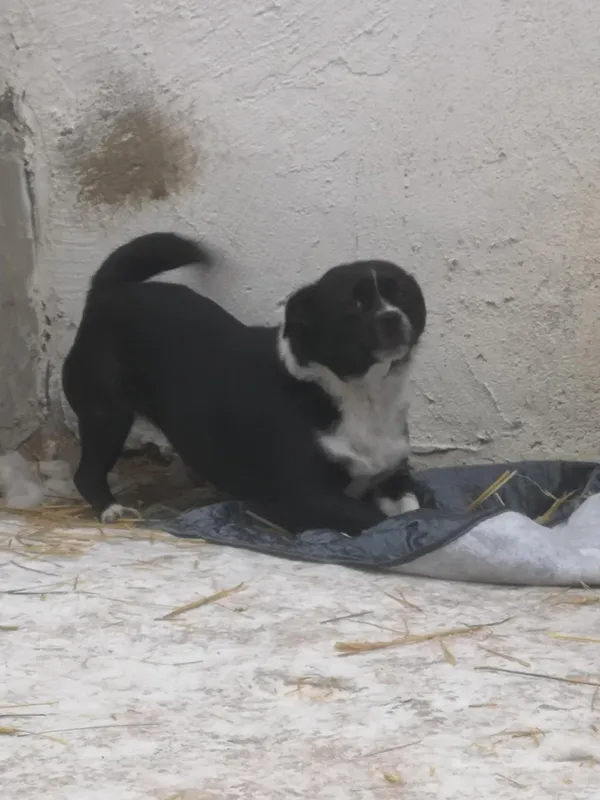 Pies do adopcji, Milanówek, 15 lutego 2026 (4/5)