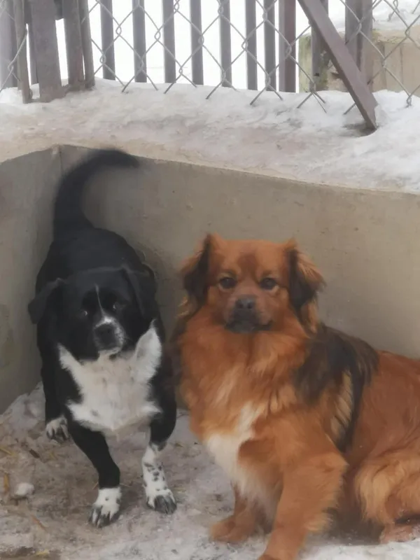 Pies do adopcji, Milanówek, 15 lutego 2026 (5/5)