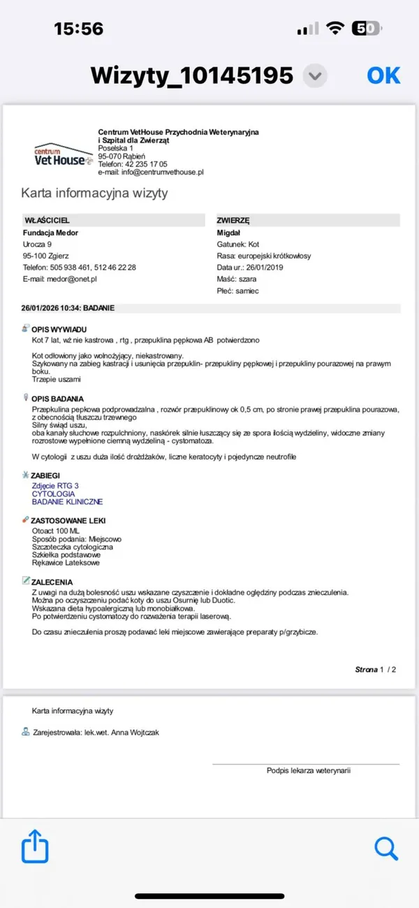 Kot do adopcji, Zgierz, 26 stycznia 2026 (2/2)