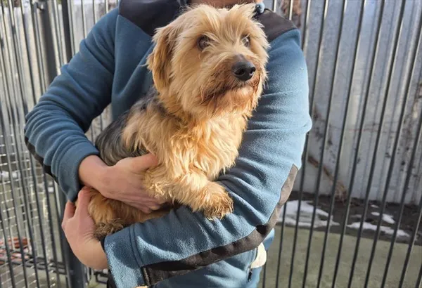 Pies do adopcji, Racibórz, 26 stycznia 2026