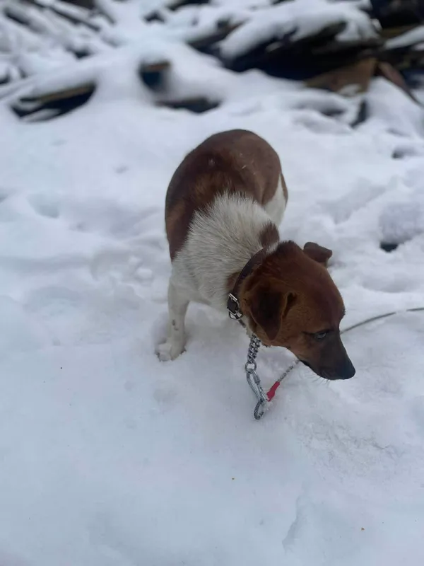 Pies do adopcji, Zgierz, 8 grudnia 2025 (2/3)