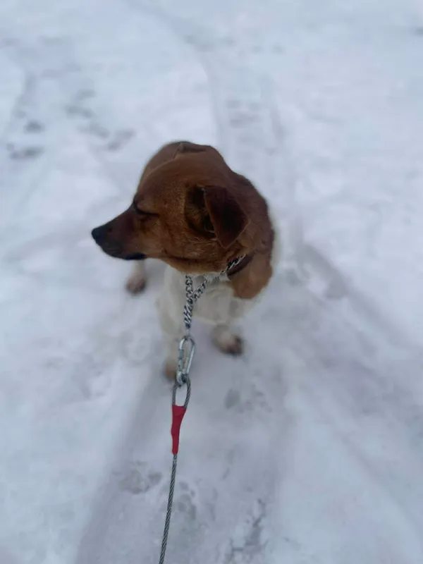 Pies do adopcji, Zgierz, 8 grudnia 2025 (3/3)