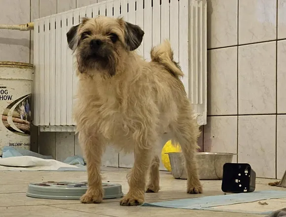 Pies do adopcji, Milanówek, 15 lutego 2026 (1/5)