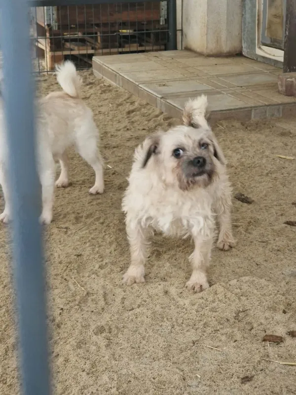 Pies do adopcji, Milanówek, 15 lutego 2026 (2/5)