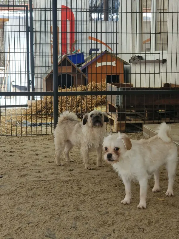 Pies do adopcji, Milanówek, 15 lutego 2026 (3/5)